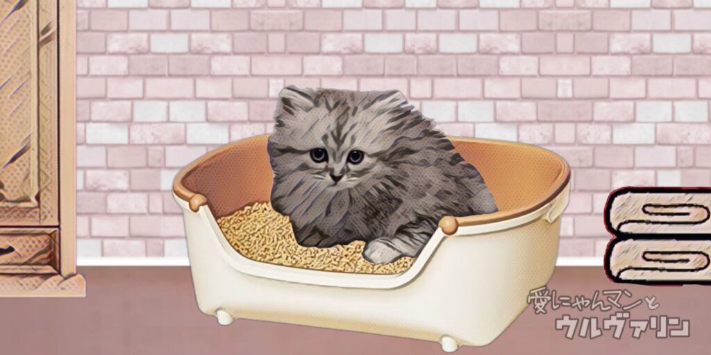 猫用トイレはどうやって選べばいいの?